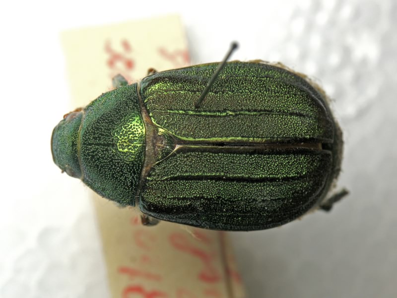 Rhombonyx holosericea (Fabricius, 1787)